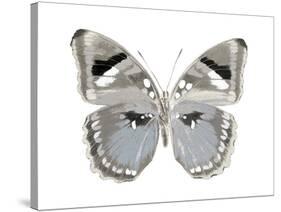 Butterfly in Grey II-Julia Bosco-Stretched Canvas