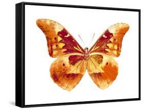 Butterfly in Grey III-Julia Bosco-Framed Stretched Canvas