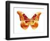 Butterfly in Grey III-Julia Bosco-Framed Art Print