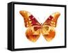 Butterfly in Grey III-Julia Bosco-Framed Stretched Canvas