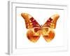 Butterfly in Grey III-Julia Bosco-Framed Art Print