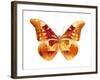 Butterfly in Grey III-Julia Bosco-Framed Art Print