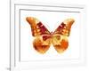 Butterfly in Grey III-Julia Bosco-Framed Art Print