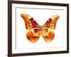 Butterfly in Grey III-Julia Bosco-Framed Art Print