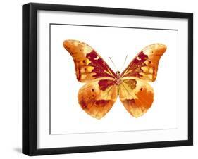 Butterfly in Grey III-Julia Bosco-Framed Art Print