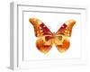 Butterfly in Grey III-Julia Bosco-Framed Art Print