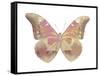 Butterfly in Grey IV-Julia Bosco-Framed Stretched Canvas