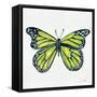 Butterfly in Lime-Cat Coquillette-Framed Stretched Canvas