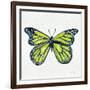 Butterfly in Lime-Cat Coquillette-Framed Giclee Print