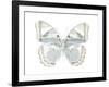 Butterfly in Mandarin-Julia Bosco-Framed Art Print