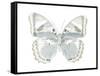 Butterfly in Mandarin-Julia Bosco-Framed Stretched Canvas