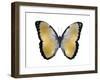 Butterfly in Metallic I-Julia Bosco-Framed Art Print