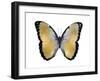 Butterfly in Metallic I-Julia Bosco-Framed Art Print