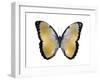 Butterfly in Metallic I-Julia Bosco-Framed Art Print