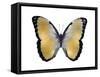 Butterfly in Metallic I-Julia Bosco-Framed Stretched Canvas