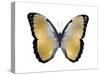 Butterfly in Metallic I-Julia Bosco-Stretched Canvas