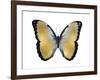 Butterfly in Metallic I-Julia Bosco-Framed Art Print