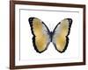 Butterfly in Metallic I-Julia Bosco-Framed Art Print