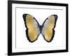 Butterfly in Metallic I-Julia Bosco-Framed Art Print