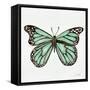 Butterfly in Mint-Cat Coquillette-Framed Stretched Canvas