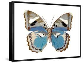 Butterfly in Pink I-Julia Bosco-Framed Stretched Canvas