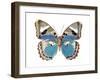 Butterfly in Pink I-Julia Bosco-Framed Art Print