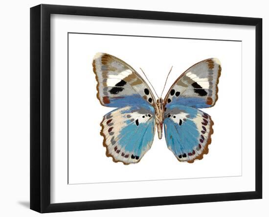 Butterfly in Pink I-Julia Bosco-Framed Art Print