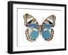 Butterfly in Pink I-Julia Bosco-Framed Art Print