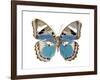 Butterfly in Pink I-Julia Bosco-Framed Art Print