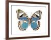 Butterfly in Pink I-Julia Bosco-Framed Art Print