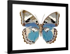 Butterfly in Pink I-Julia Bosco-Framed Art Print