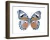 Butterfly in Pink II-Julia Bosco-Framed Art Print