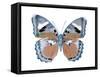 Butterfly in Pink II-Julia Bosco-Framed Stretched Canvas