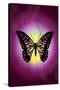 Butterfly in Purple Shadow-Ikuko Kowada-Stretched Canvas