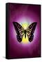 Butterfly in Purple Shadow-Ikuko Kowada-Framed Stretched Canvas