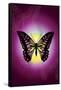 Butterfly in Purple Shadow-Ikuko Kowada-Framed Stretched Canvas
