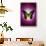 Butterfly in Purple Shadow-Ikuko Kowada-Stretched Canvas displayed on a wall