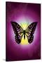 Butterfly in Purple Shadow-Ikuko Kowada-Stretched Canvas