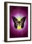 Butterfly in Purple Shadow-Ikuko Kowada-Framed Giclee Print