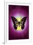 Butterfly in Purple Shadow-Ikuko Kowada-Framed Giclee Print