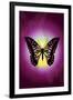 Butterfly in Purple Shadow-Ikuko Kowada-Framed Giclee Print