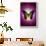 Butterfly in Purple Shadow-Ikuko Kowada-Framed Giclee Print displayed on a wall