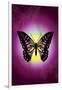 Butterfly in Purple Shadow-Ikuko Kowada-Framed Giclee Print