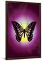 Butterfly in Purple Shadow-Ikuko Kowada-Framed Giclee Print