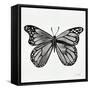 Butterfly in Silver-Cat Coquillette-Framed Stretched Canvas