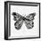 Butterfly in Silver-Cat Coquillette-Framed Giclee Print