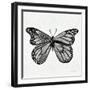 Butterfly in Silver-Cat Coquillette-Framed Giclee Print