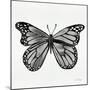 Butterfly in Silver-Cat Coquillette-Mounted Giclee Print