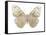 Butterfly in Taupe and Blue-Julia Bosco-Framed Stretched Canvas