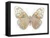 Butterfly in Taupe and Blue-Julia Bosco-Framed Stretched Canvas